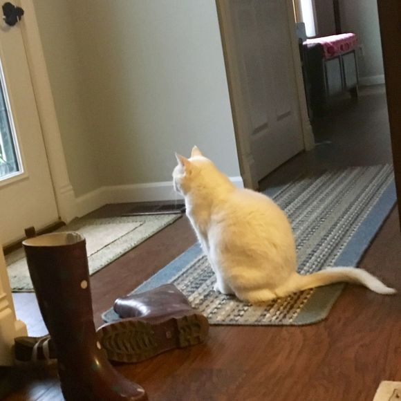 Meet your Posher, Breanna - Picture 1 of 1